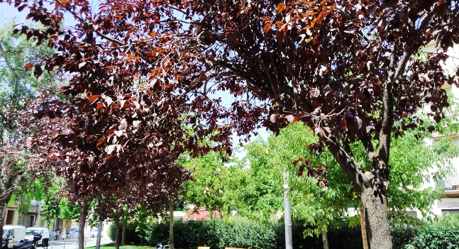 L’Ajuntament millorarà els arbres d’una desena de carrers del Districte 6, al sud de Sabadell