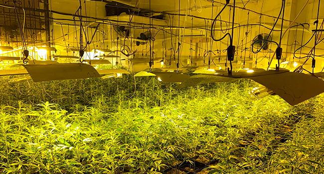 La Policia Municipal decomissa 600 plantes de marihuana en un local de la Creu de Barberà