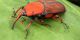 L’Ajuntament tracta 32 palmeres per prevenir l’escarabat morrut