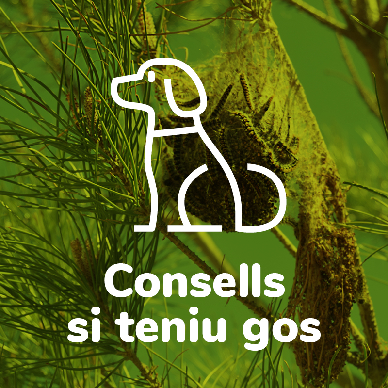 Consells si teniu gos
