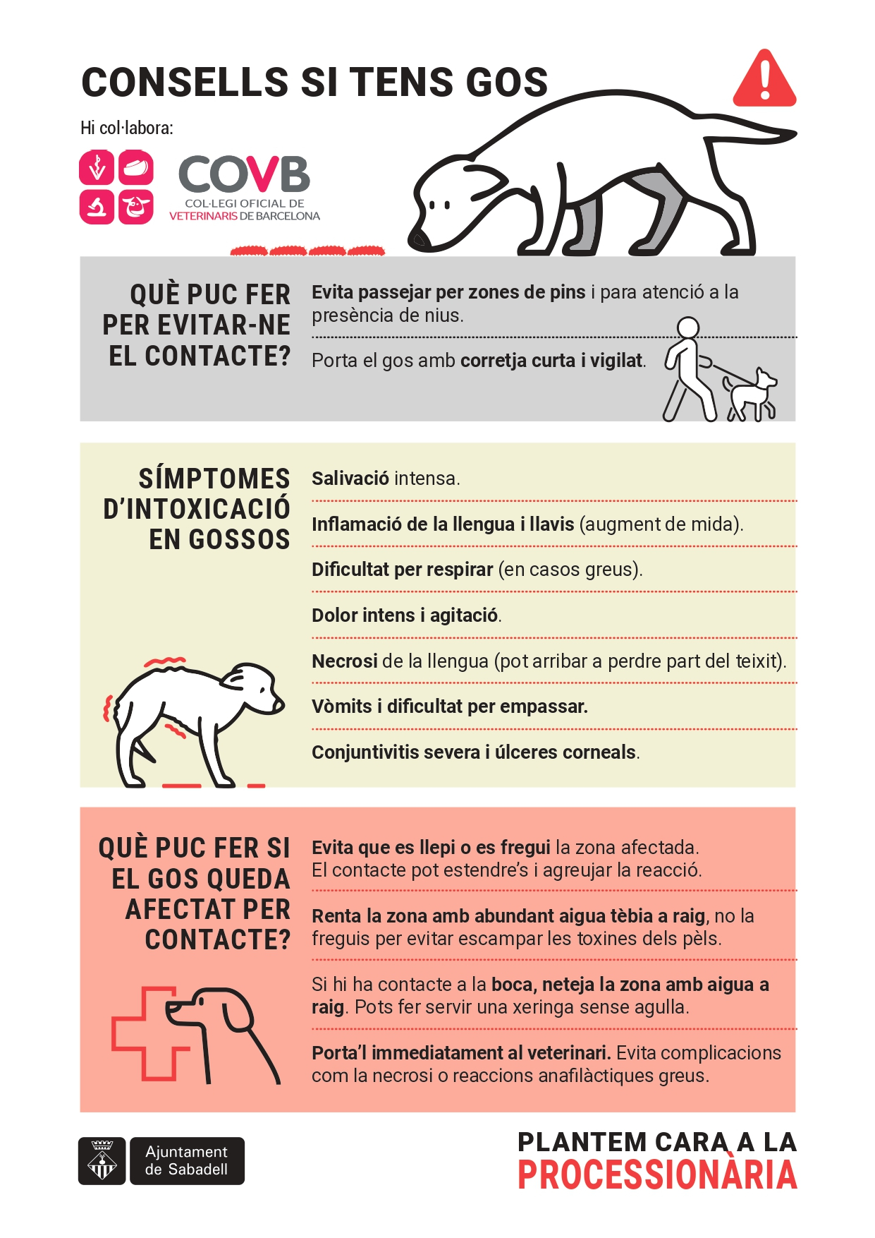 Consells per prevenir el contacte amb la processionària del pi