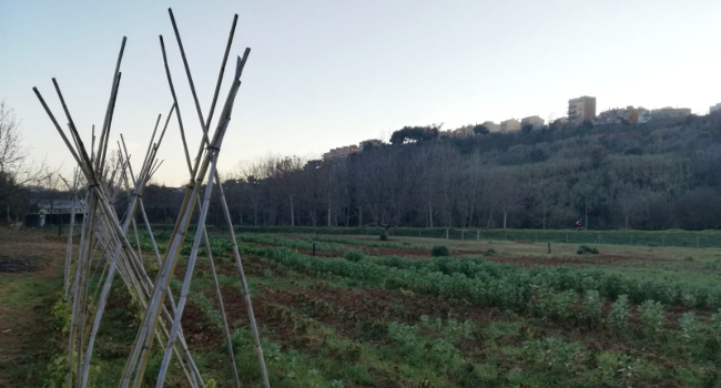 Cessió de tretze horts municipals a l’horta d’en Romau a persones amb rendes baixes