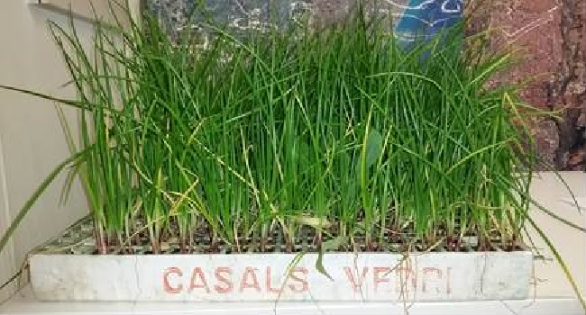 L’Ajuntament reparteix planter de la ceba de Sabadell a horticultors particulars i professionals