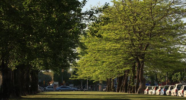 L’Ajuntament planta més de 500 arbres nous repartits pels set districtes de la ciutat