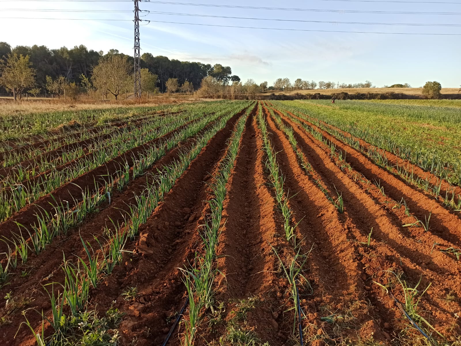 Calçot Can gambús