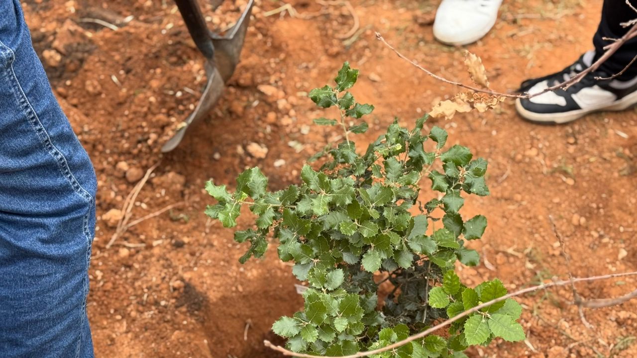 Plantació_1400_x_300_px_1280_x_720_px.jpg