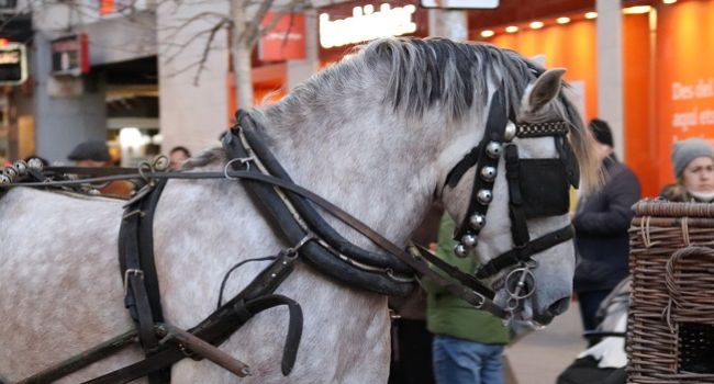 Sabadell celebra aquest divendres la festa de Sant Antoni Abat amb la tradicional Passada