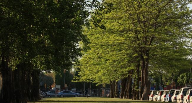 L’Ajuntament adjudica els treballs per plantar més de 300 arbres en vies especialment transitades