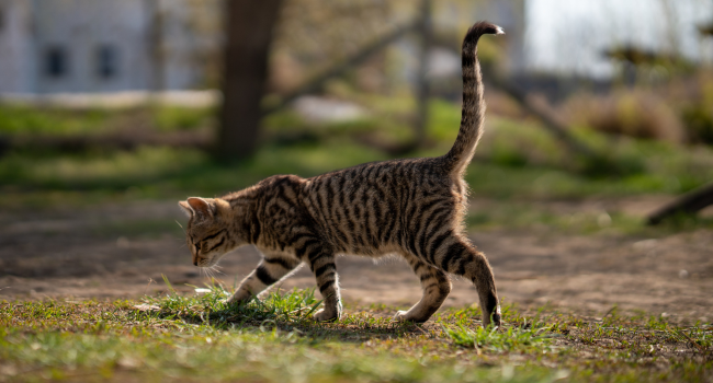 Adjudicades les obres per construir la nova gatera municipal