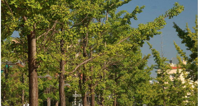 Els arbres de Sabadell