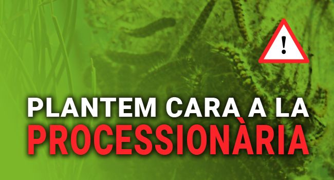 Plantem cara a la processionària