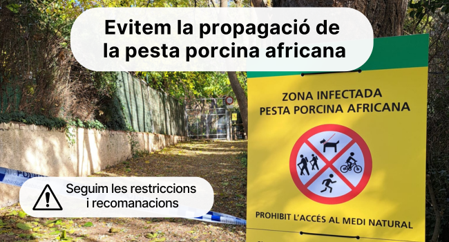 Restriccions per la pesta porcina