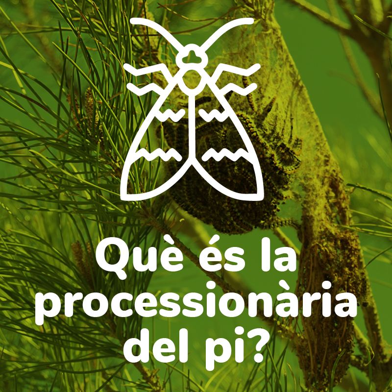 Què és la processionària del pi?