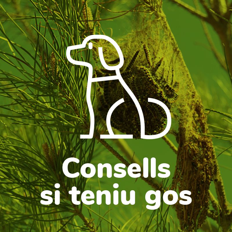 Consells si teniu gos