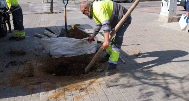 L’Ajuntament substitueix els arbres malalts del carrer de Vallirana que no tenen possibilitat de sobreviure per altres que sí es podran desenvolupar