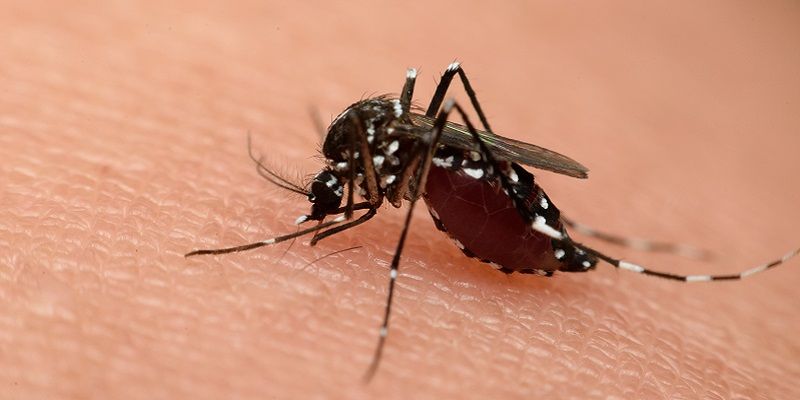 Mosquit i mosquit tigre