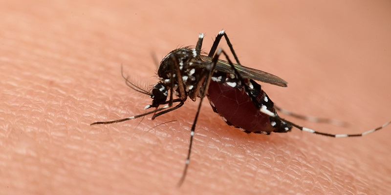 Mosquit i mosquit tigre