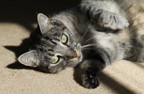 Abans de tenir un animal de companyia...