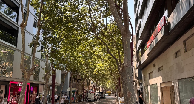 L'Ajuntament farà un tractament contra els insectes dels plataners en més de 1.200 arbres de la ciutat