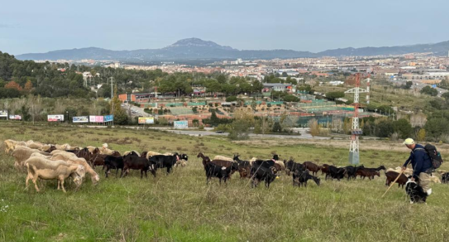 Ajuntament i UAB acorden fomentar la pastura de cabres i ovelles en una finca municipal