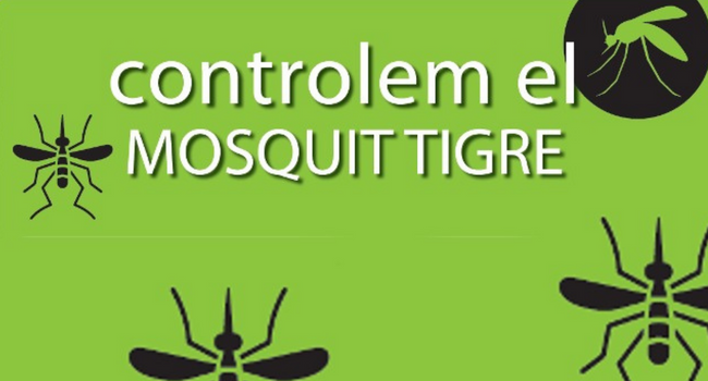 Recomanacions per evitar la proliferació del mosquit tigre, molt present encara al setembre 