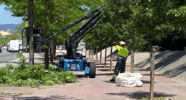El pla de poda de l’arbrat municipal preveu sanejar 5.323 arbres a tota la ciutat