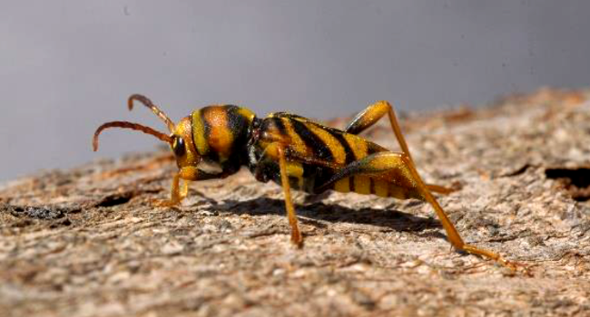 L’Ajuntament treballa en la millor solució per combatre la plaga de l’escarabat-vespa barrinador de moreres 